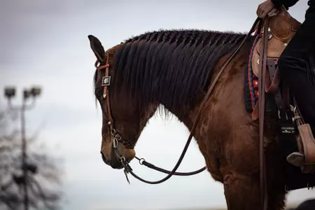 Fresno State Equestrian team horse
