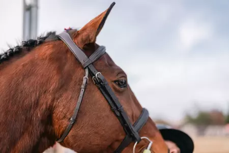 Fresno State EQ horse