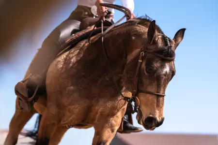 EQ horse