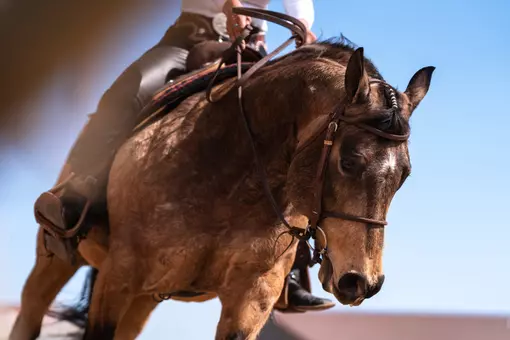 EQ horse