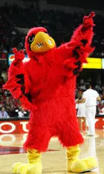 U of L Cardinal Bird