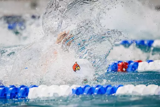 Cardinal cap emerging from the water with a big splash