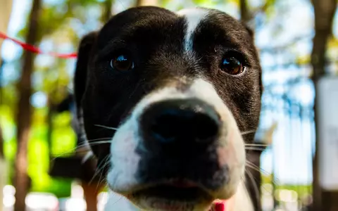 Dog