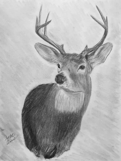Gabe Dinette pencil drawing of buck