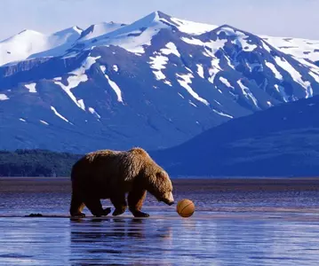 Bear In Alaska With Basketball
