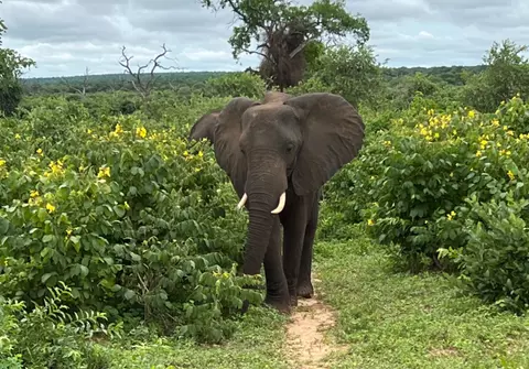 Elephant