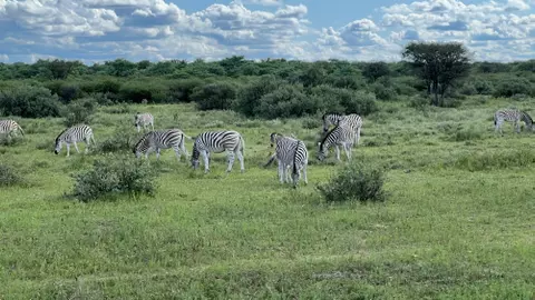 Zebras Natalie Ring