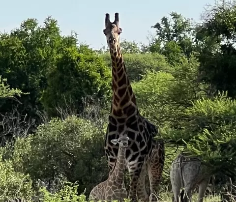 Giraffe