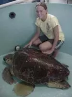 NC State women's golfer, Sarah Davis, is spending her summer as an intern at the Karen Beasley Sea Turtle Rescue and Rehabilitation Center in Topsail Island, N.C.