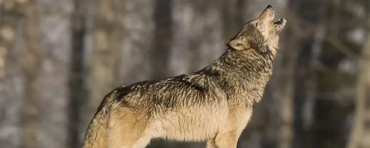 Wolf Howl
