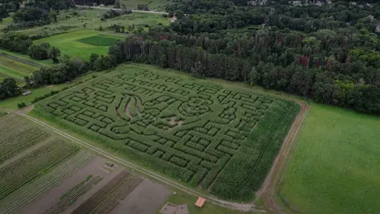 Goldy Gopher Corn Maze