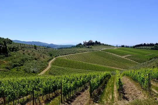 La Malpnesatina Vineyard