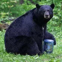 Bear canister