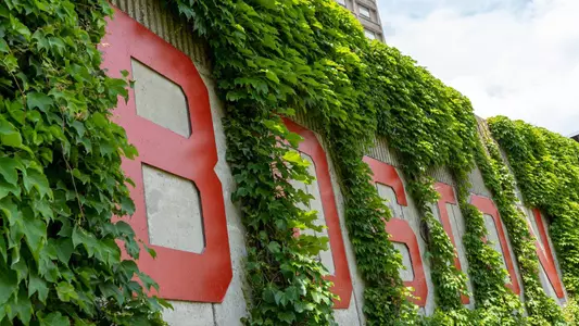 Ivy wall with Boston University text in the middle