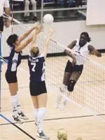 The Tiger volleyball team opens its 2003 season Friday morning at the Arkansas State Classic.