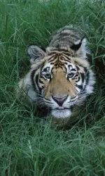 TOM III