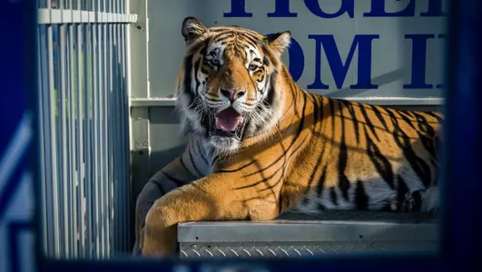 TOM_III_Ole_Miss_2019