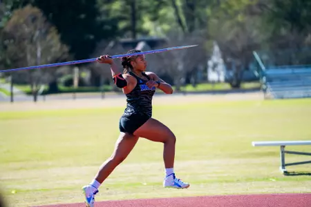 Chrysanthemum Osorio