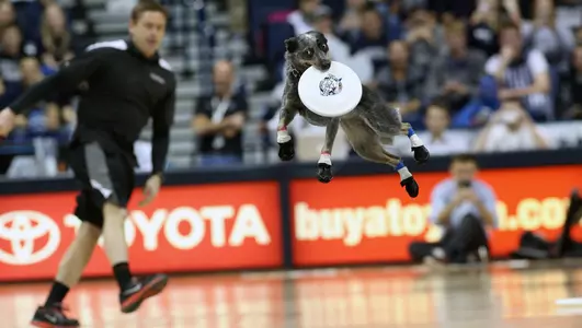 Frisbee Dogs
