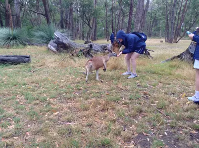 Freshman Erin Long stops to feed a kangaroo at Cleland Wildlife Park - one of GW's many activities throughout its 12-day tour of Australia.