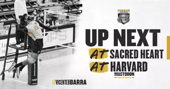 Web Preview vs SHU & Harvard