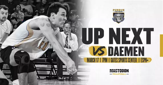 Web Preview vs Daemen