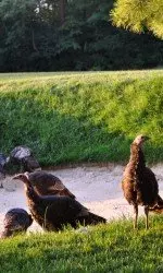 Turkeys at Radrick Farms