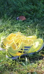 Michigan Men's Cross Country