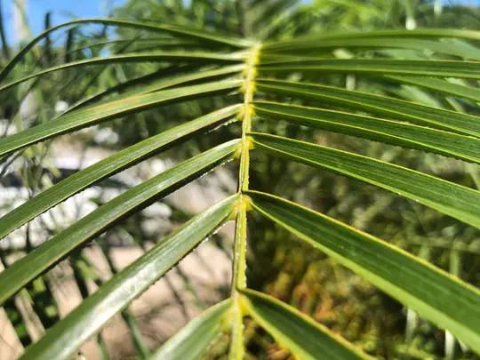Molly Garrett Photo - Palm Frond