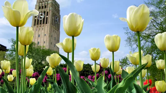 Tulips at UMich