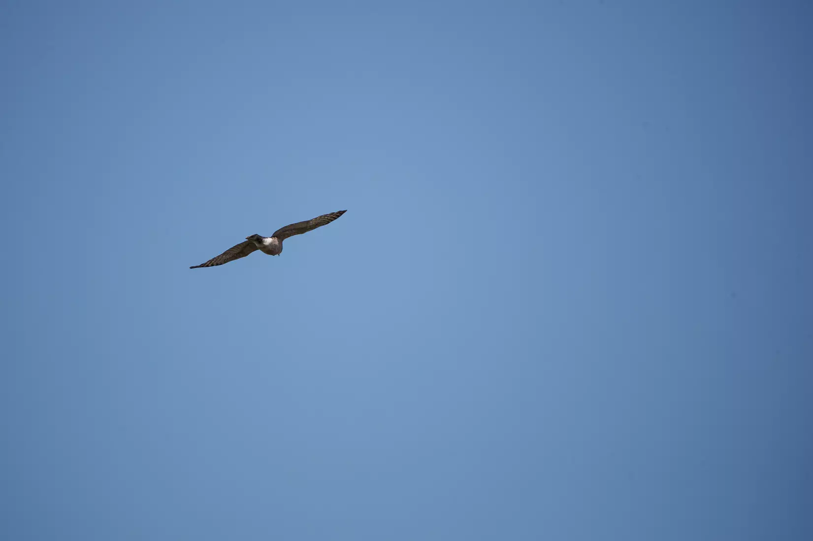 STARKVILLE, MS - March 20, 2021 - The Mississippi State Bulldogs take on Troy at the MSU Soccer Field in Starkville, MS. Photo By Chamberlain Smith