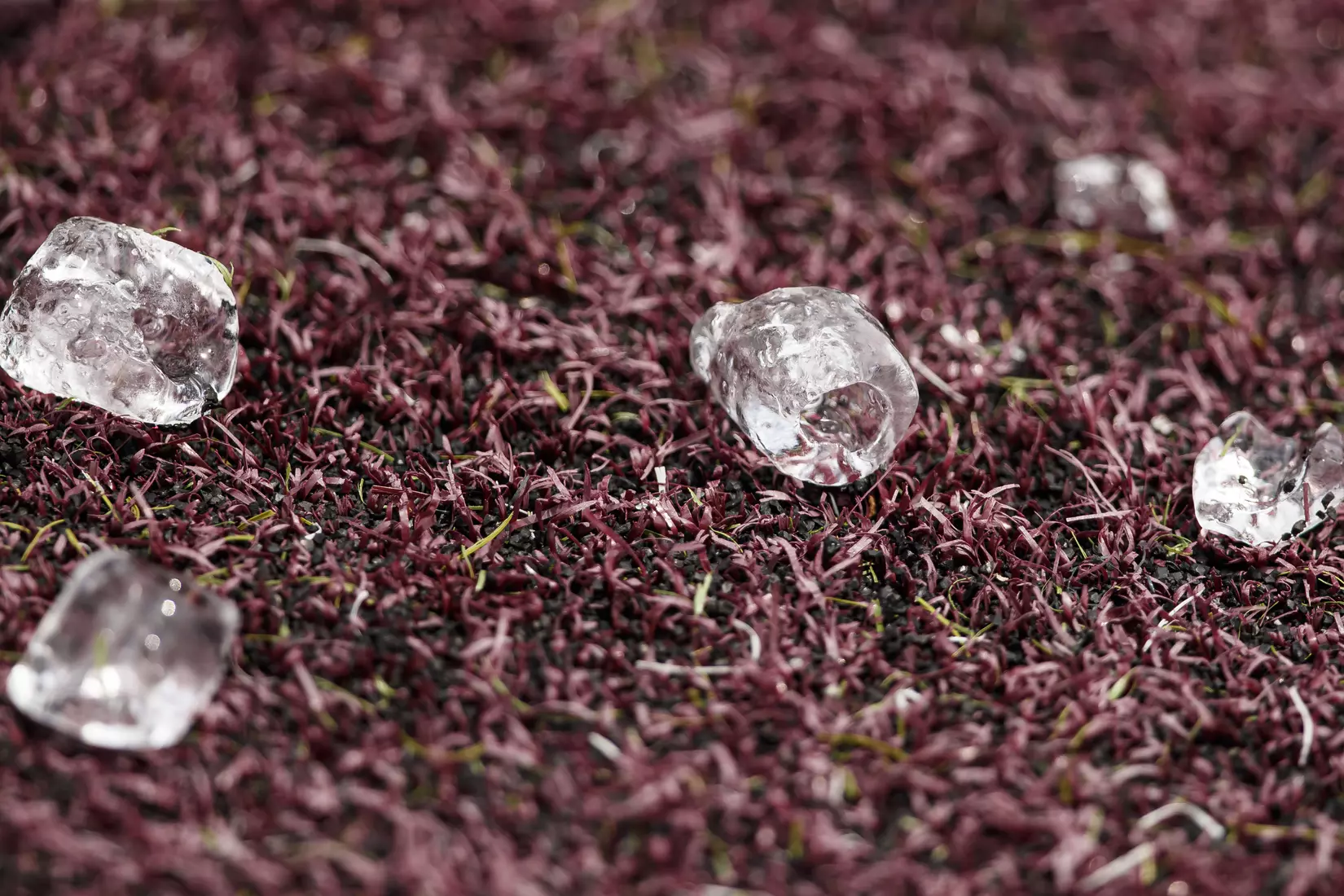 STARKVILLE, MS - August 06, 2021 - Ice during training camp practice at the Leo Seal Jr. Football Complex at Mississippi State University in Starkville, MS. Photo By Chamberlain Smith