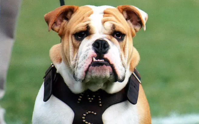 Bully XIX Euthanized Tuesday Due To Declining Health