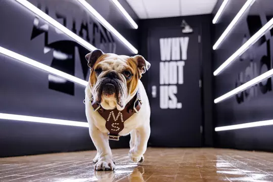 STARKVILLE, MS - March 06, 2023 - Mississippi State Live Mascot Bully XXII during a photoshoot at Humphrey Coliseum in Starkville, MS. Photo By Mike Mattina
