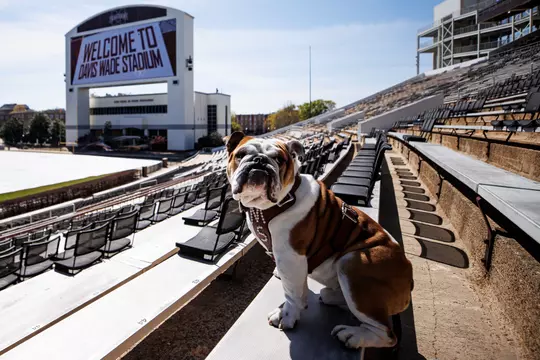 STARKVILLE, MS - March 20, 2023 - Mississippi State Live Mascot Bully XXII during a photoshoot at xXxVENUExXx in Starkville, MS. Photo By Mike Mattina