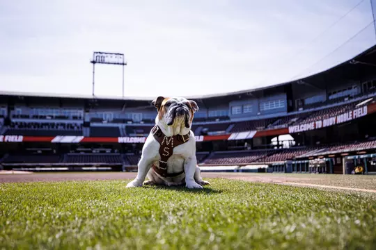 STARKVILLE, MS - March 20, 2023 - Mississippi State Live Mascot Bully XXII during a photoshoot at xXxVENUExXx in Starkville, MS. Photo By Mike Mattina