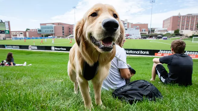 2019 Pooches at the Pitch