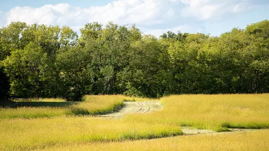 Mahoney Cross Country Course