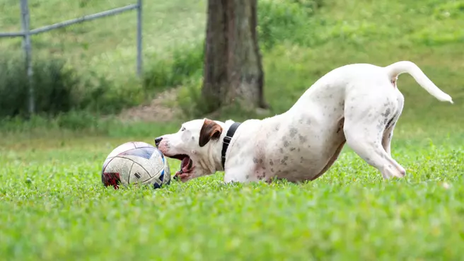 2026 World Pup