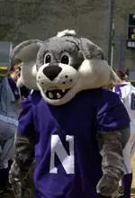 NU alumni and friends are invited to "'Cats Gone Wild" at Cal-State Fullerton