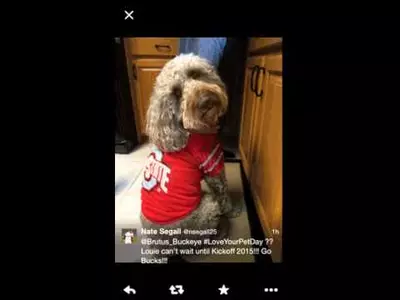 #LoveYourPetDay – 2015