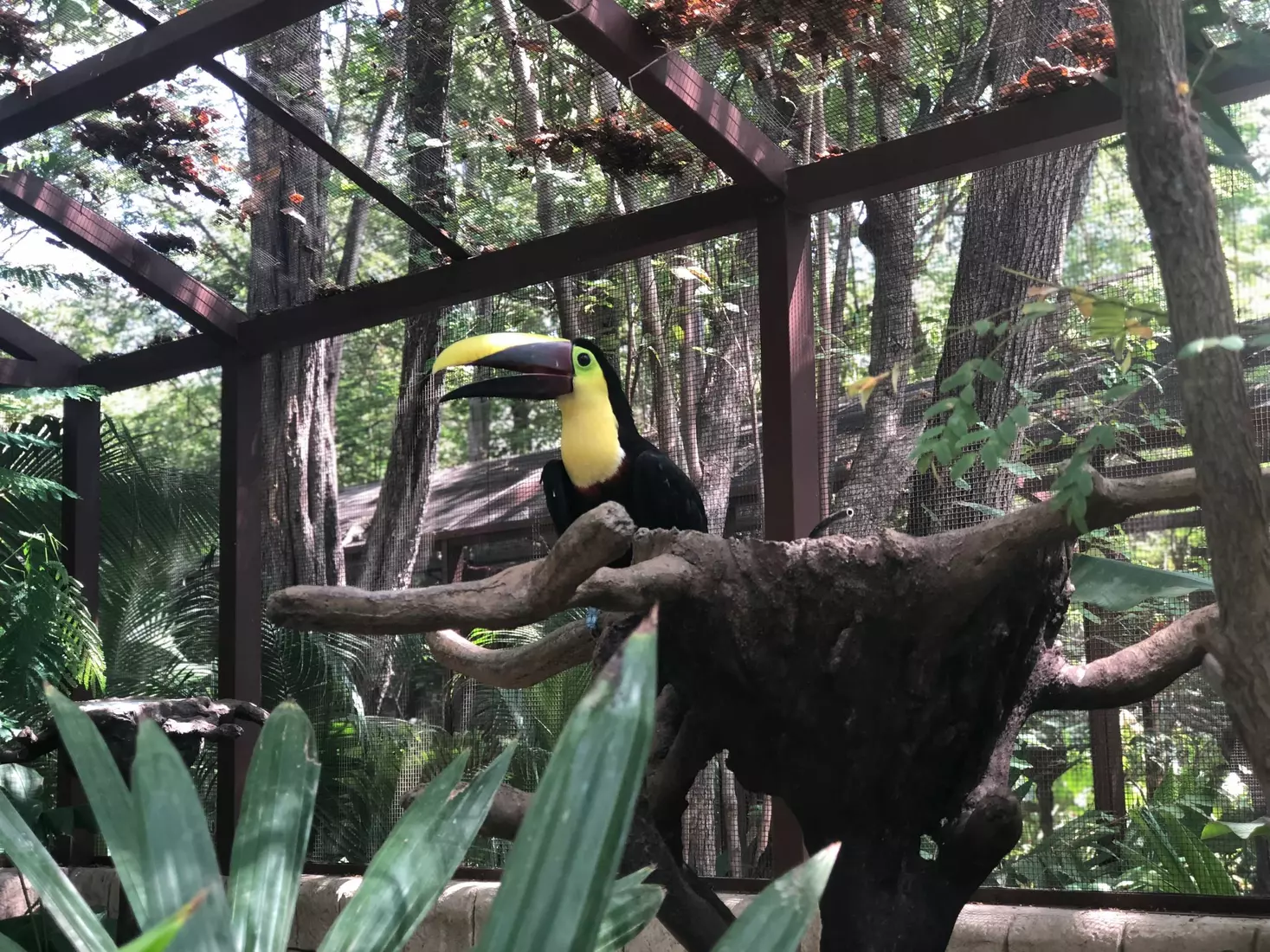 Follow our Buckeyes on Service-Learning Trip in Costa Rica