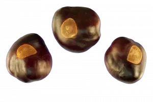 Aesculus_glabra_seeds-300x200