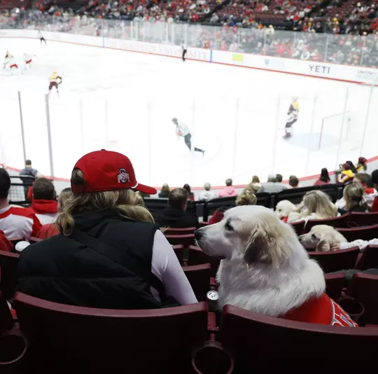 Pups n Pucks