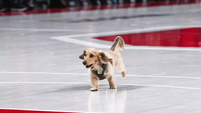 Dog Day with Men's Volleyball