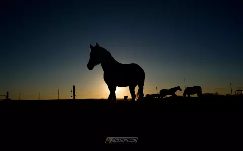 Cowgirl Equestrian Sunset 1920x1200