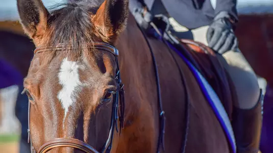 Close Up of Horse at TCU