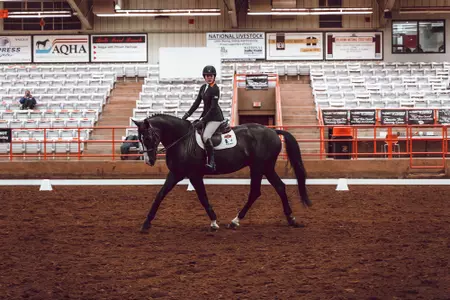 Top 10 Horses