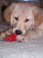 Owl Club Auction is This Saturday Image