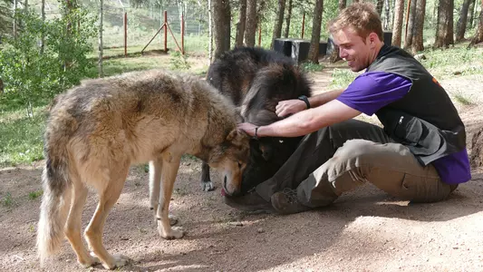 Erik Peters with wolves